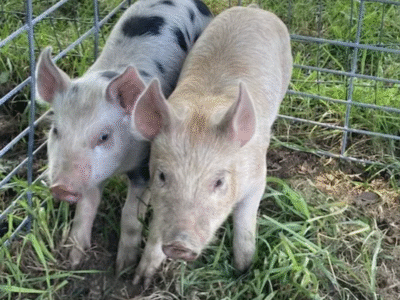 Fair Haven Farms